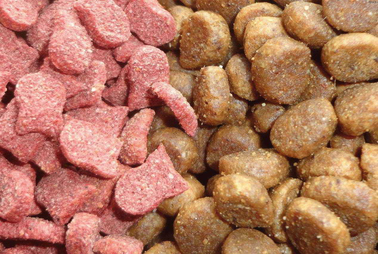 Rating of the best food for cats in terms of composition and quality for 2026