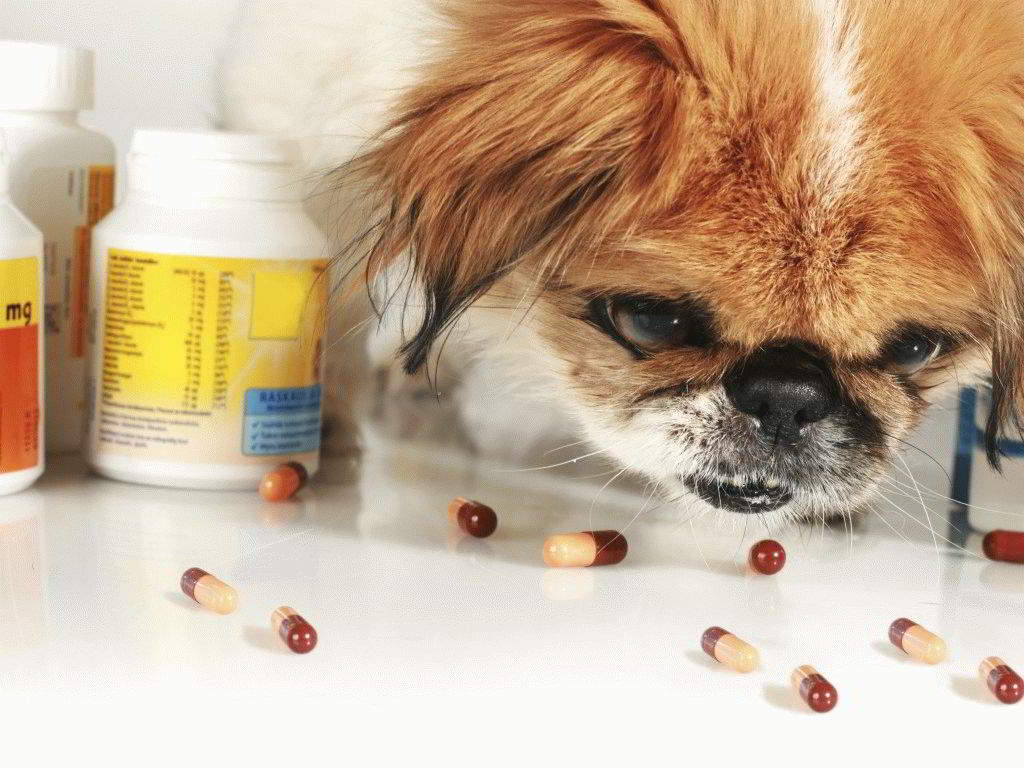 Ranking of the best vitamins for dogs of different breeds in 2026