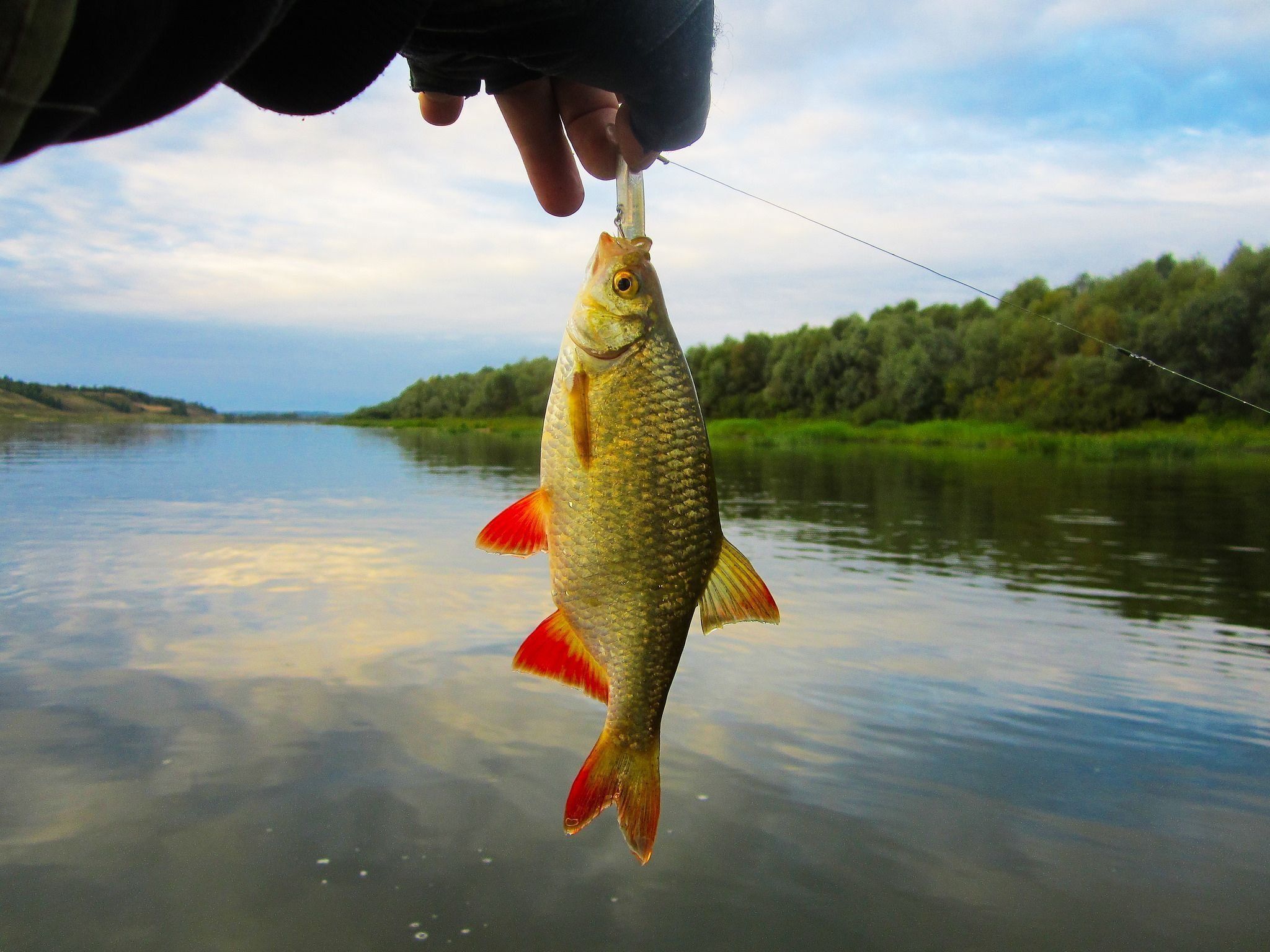 The best catching wobblers for predators - rating of 2026