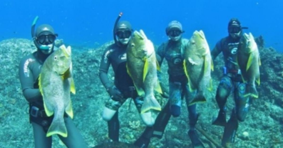 Ranking of the best spearfishing guns in 2026