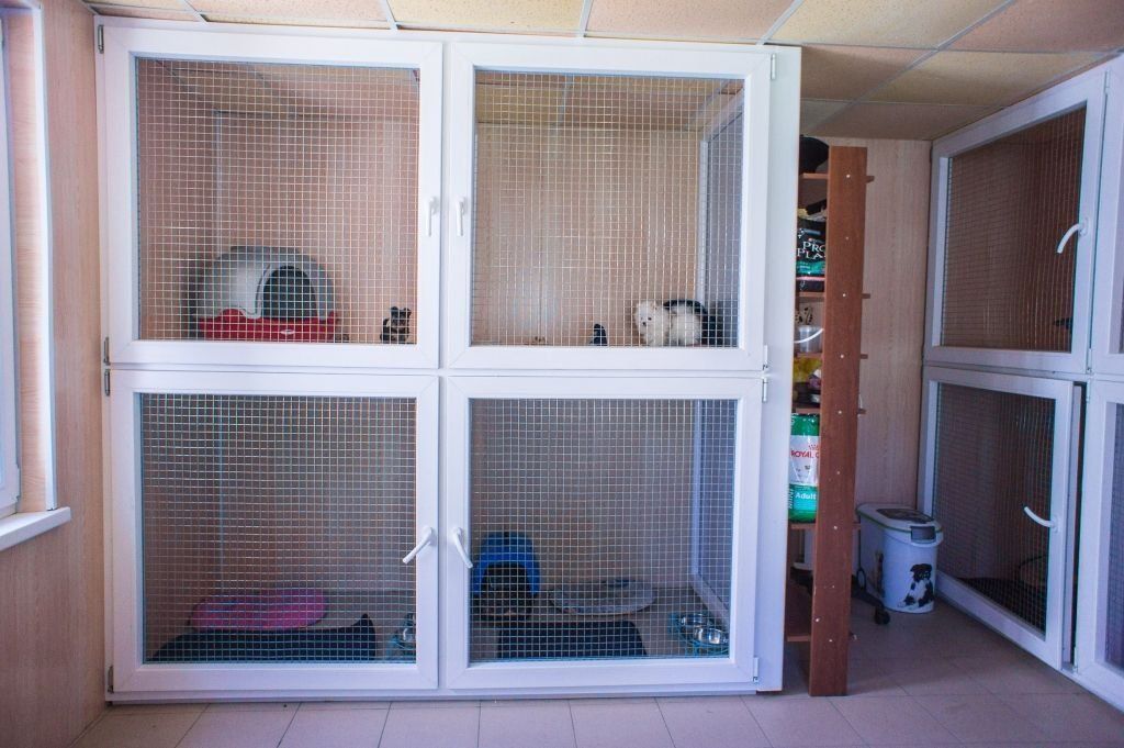 Rating of the best pet hotels in Voronezh in 2026