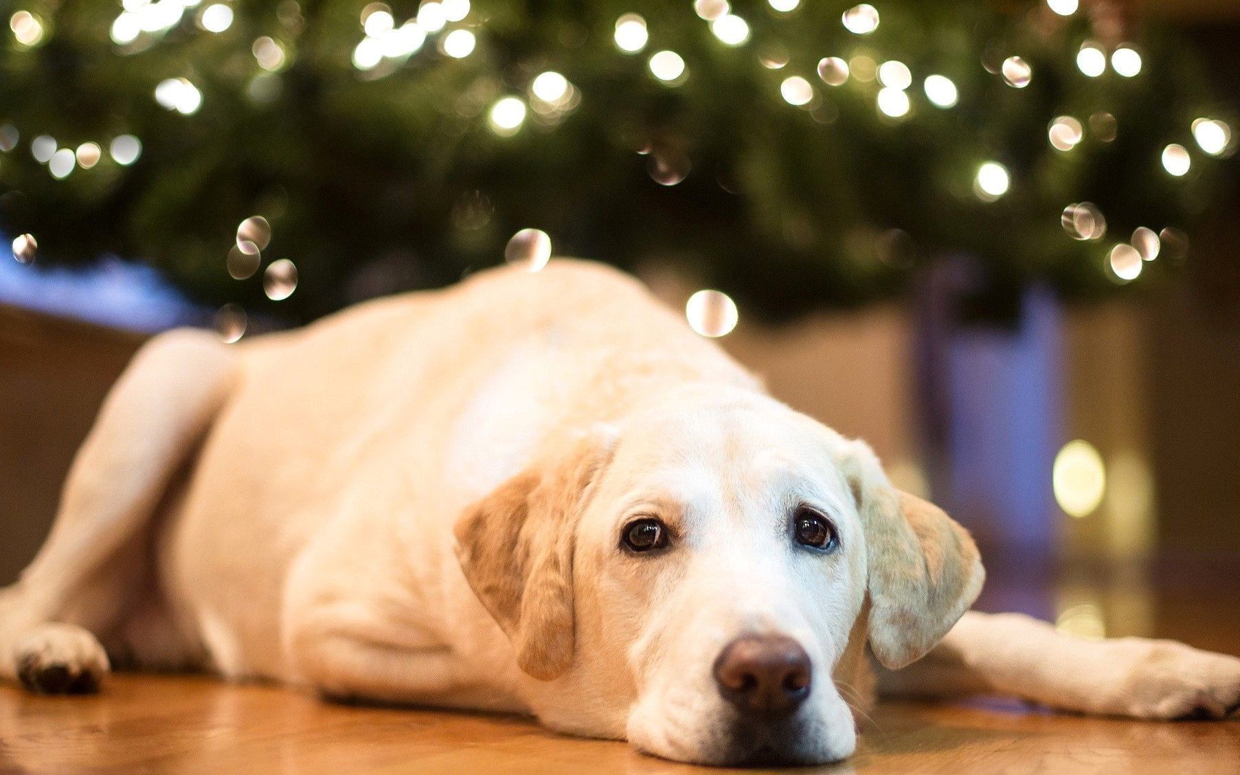 The best pet hotels in Nizhny Novgorod in 2026