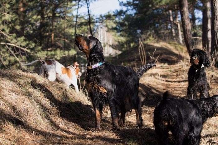 House in the woods zoo hotel