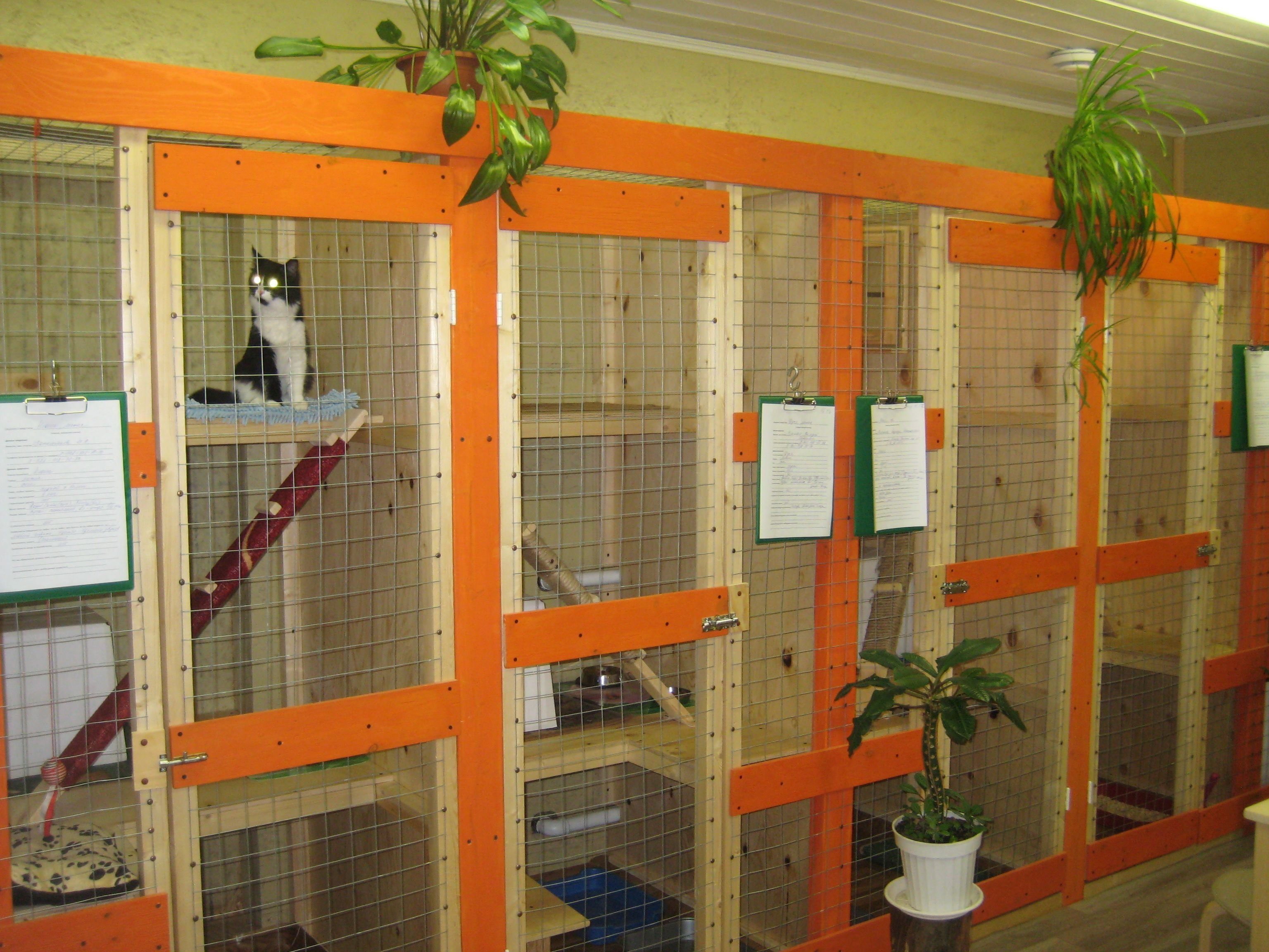 The best pet hotels in Ufa in 2026