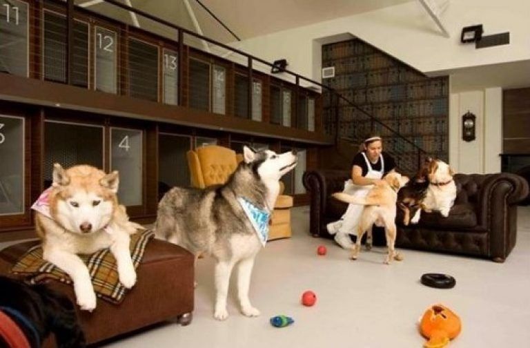 Best pet hotels in Moscow in 2026