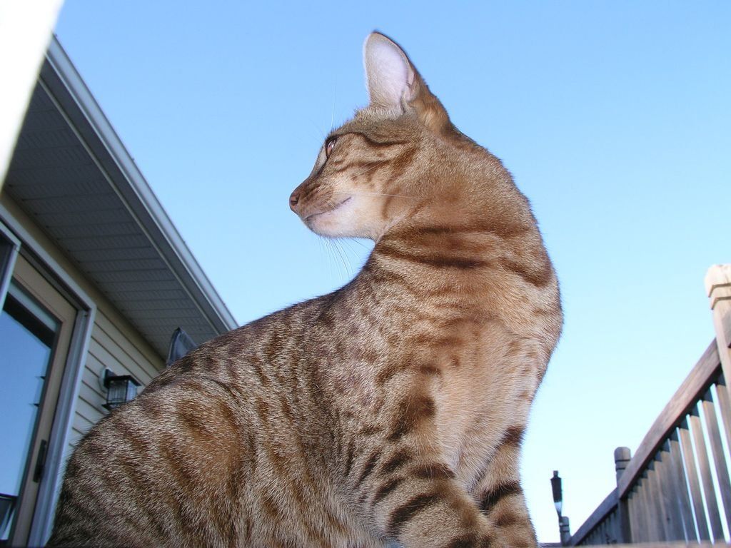 Ranking of the best cat litters in 2026