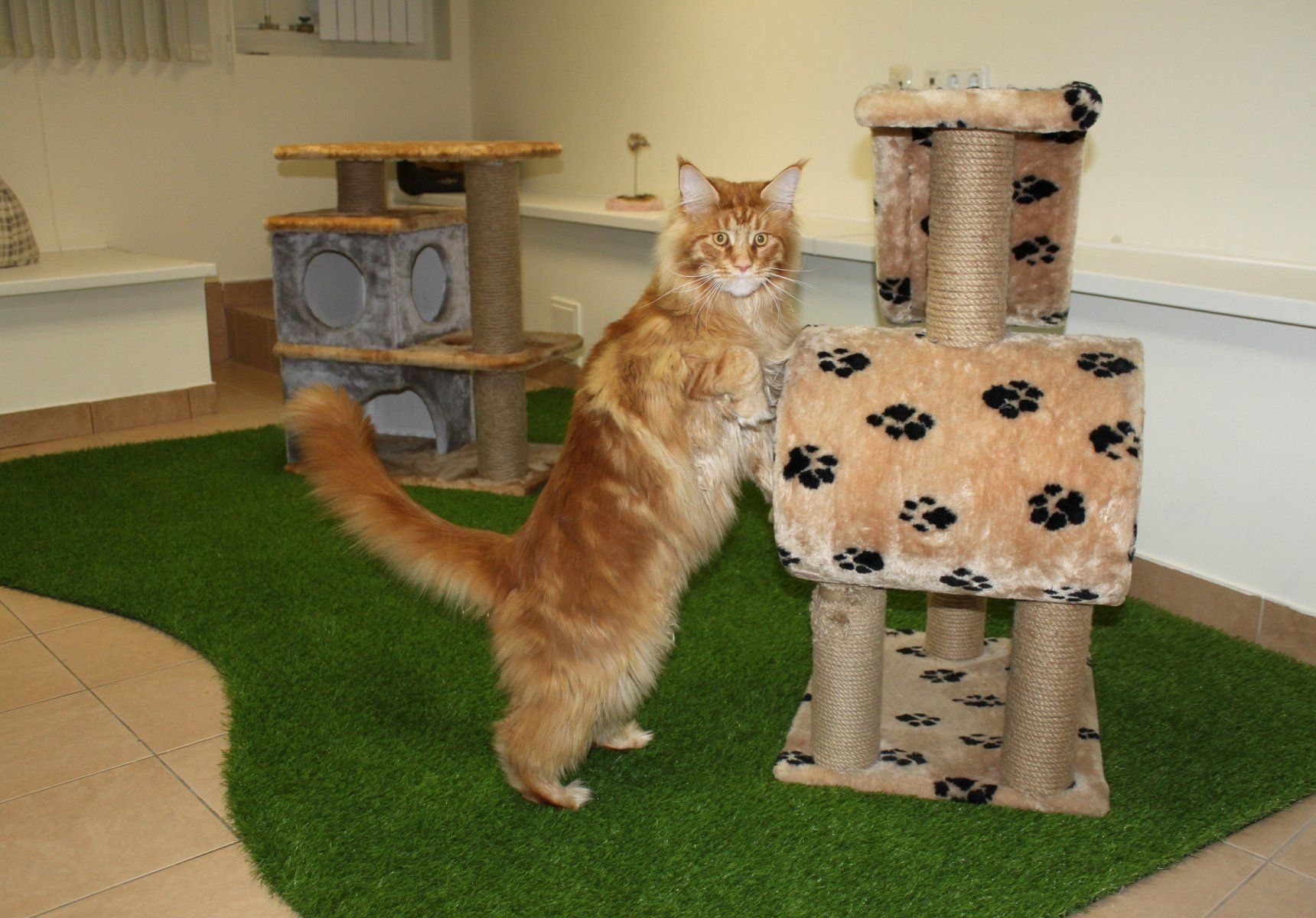 Rating of the best pet hotels in St. Petersburg in 2026