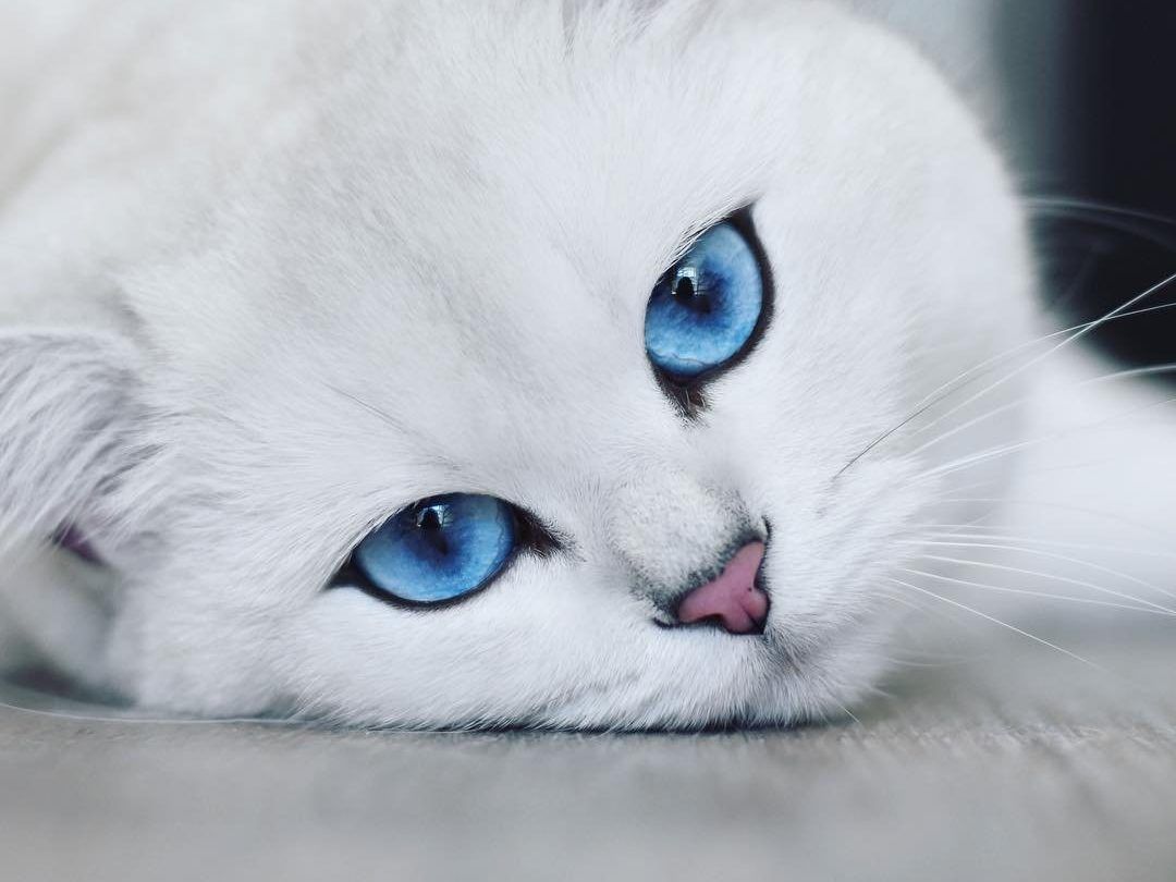 Rating of the best food for neutered cats and cats in 2026