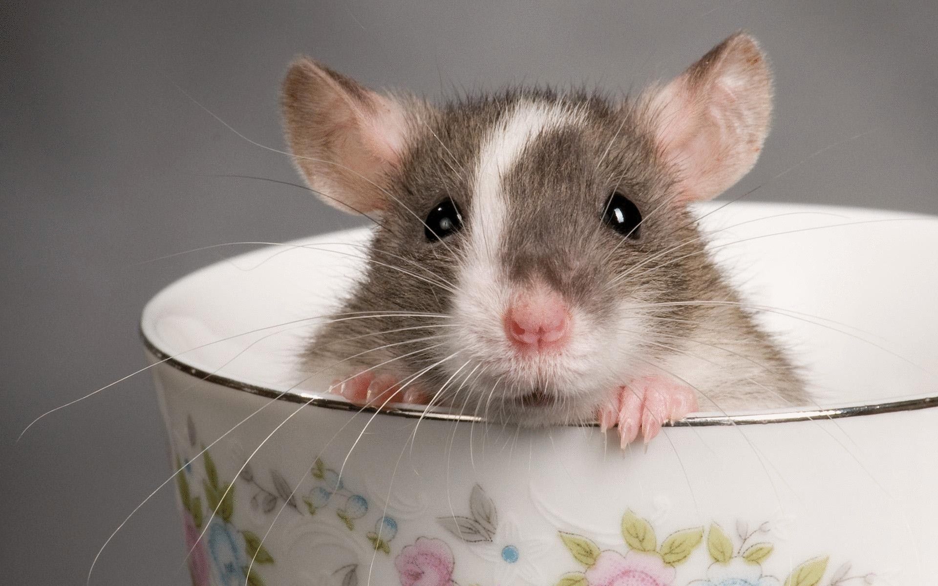 Rating of the best food for decorative rats in 2026