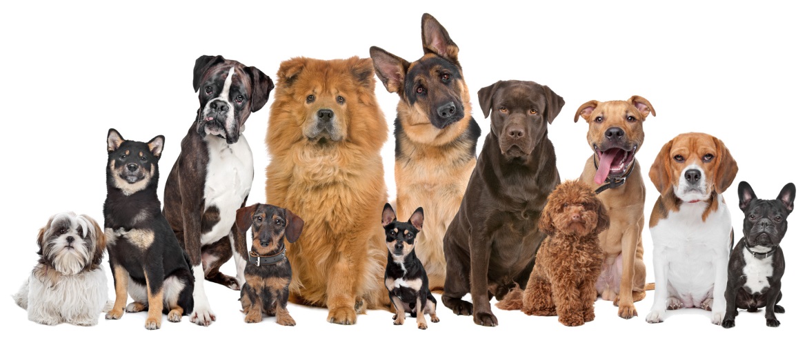 Rating of the best puppy food in 2026