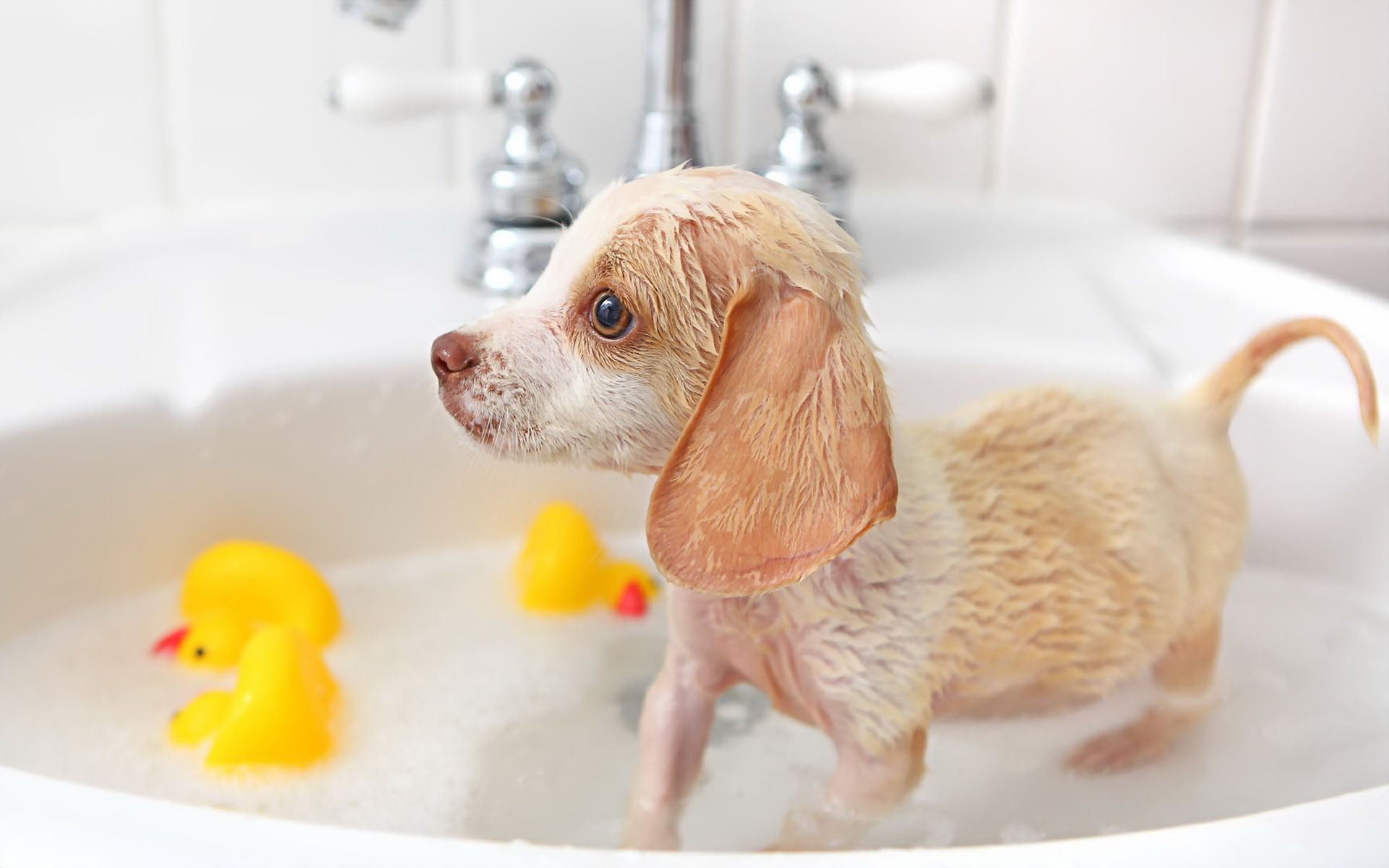 Ranking of the best dog shampoos in 2026