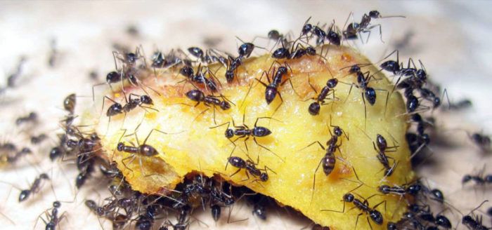 Rating of the best ant remedies in 2026