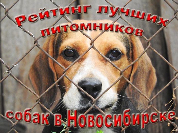 Rating of the best dog kennels in Novosibirsk for 2026