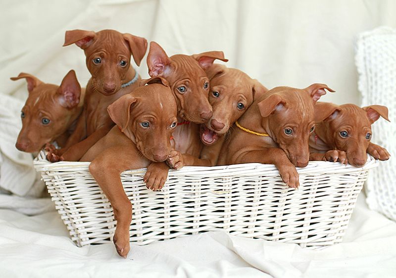 Rating of the best dog kennels in Volgograd for 2026