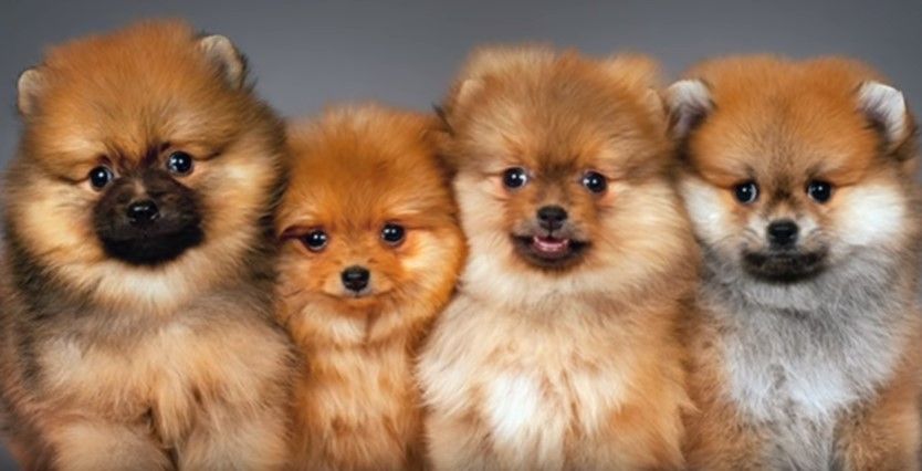 Best dog kennels in Samara for 2026