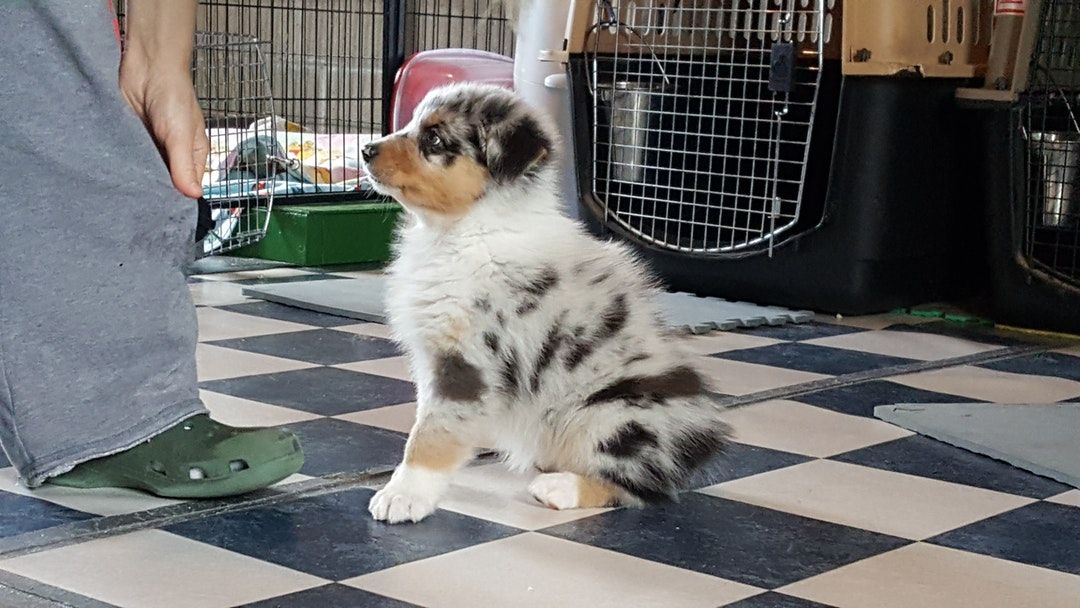 Rating of the best dog kennels in St. Petersburg for 2026