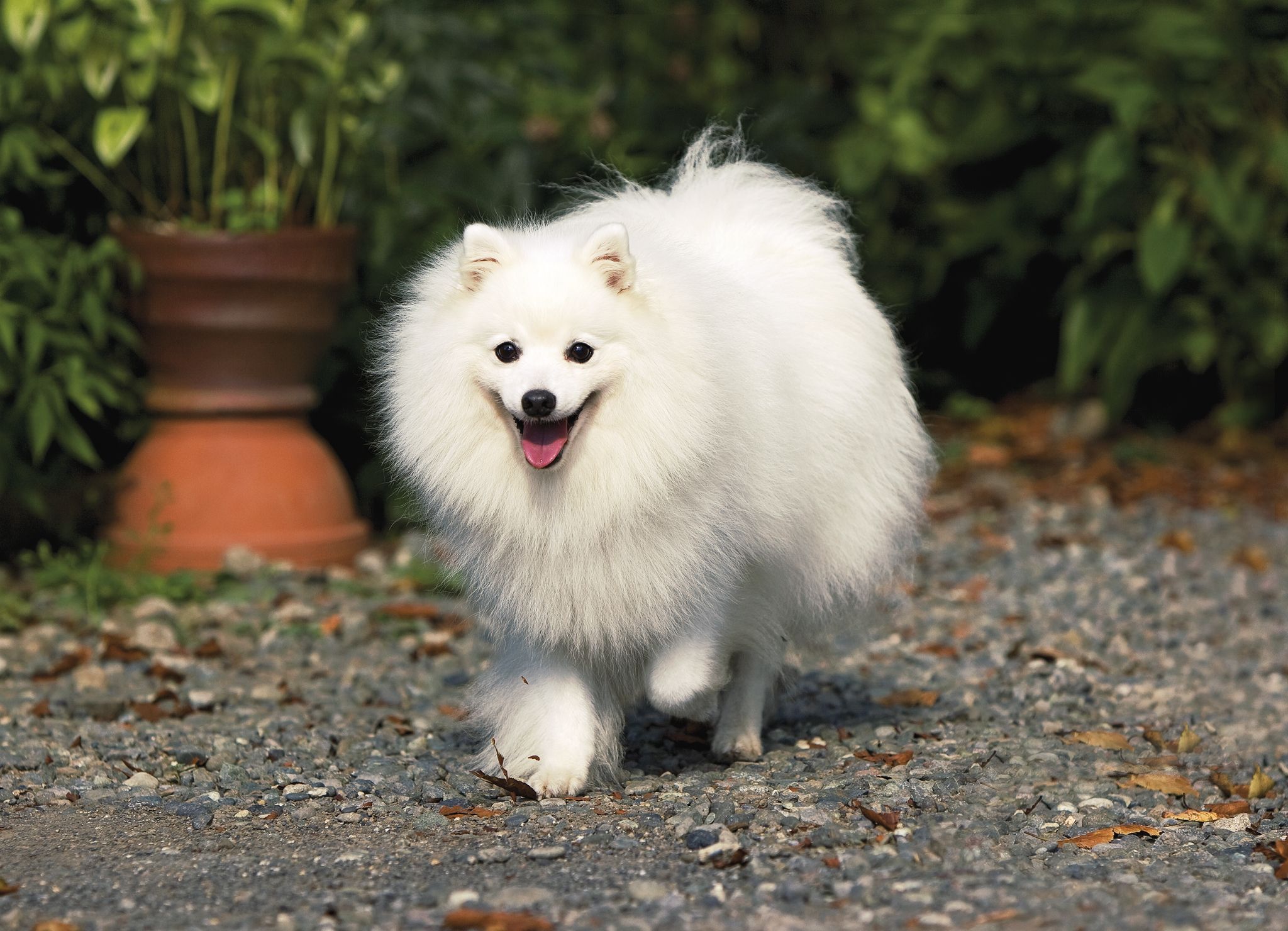 Rating of the best dog kennels in Kazan for 2026