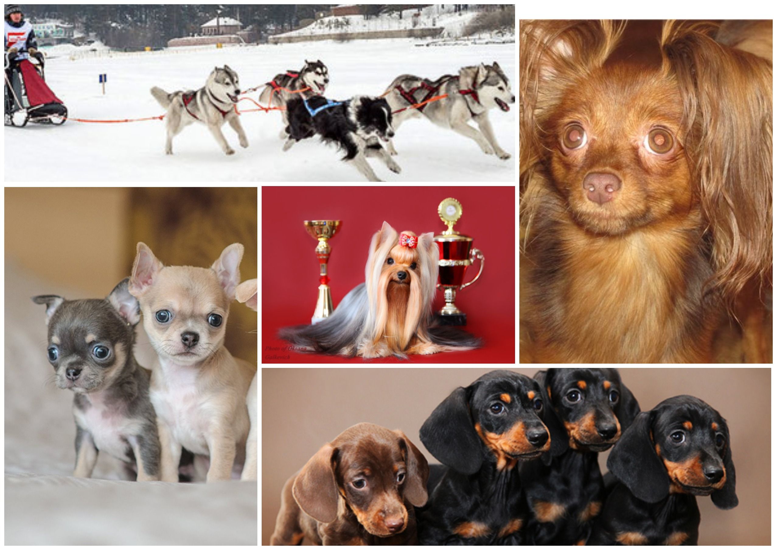 Where do four-legged friends live: the best dog kennels of Omsk in 2026