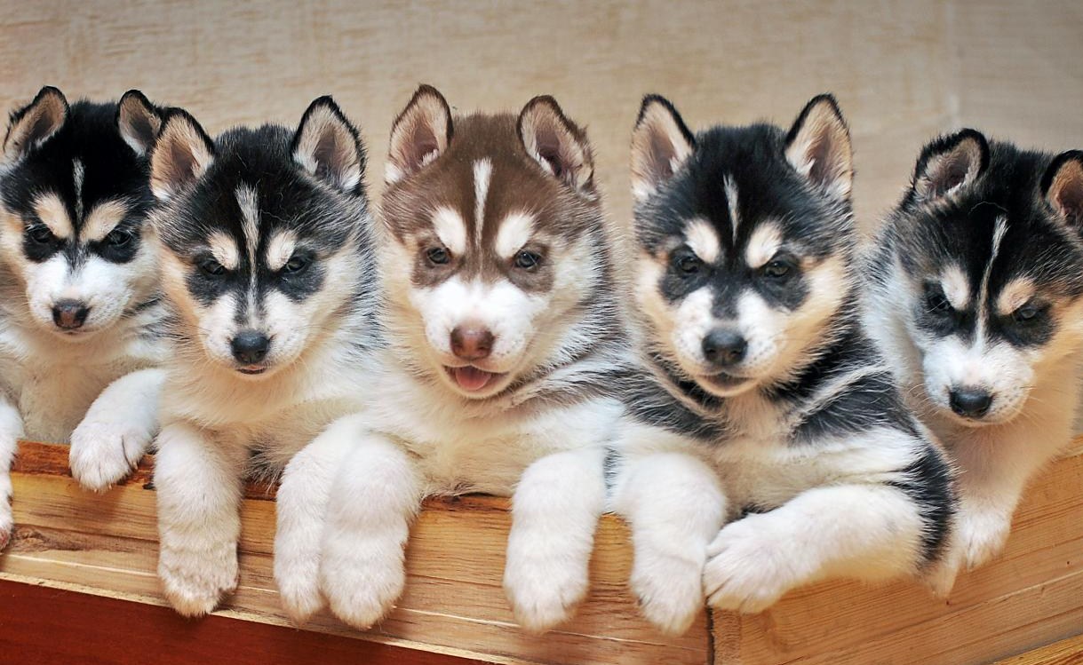 Rating of the best dog kennels in Krasnoyarsk for 2026