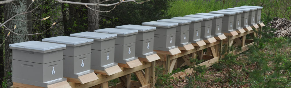 Rating of the best hives for bees for 2026