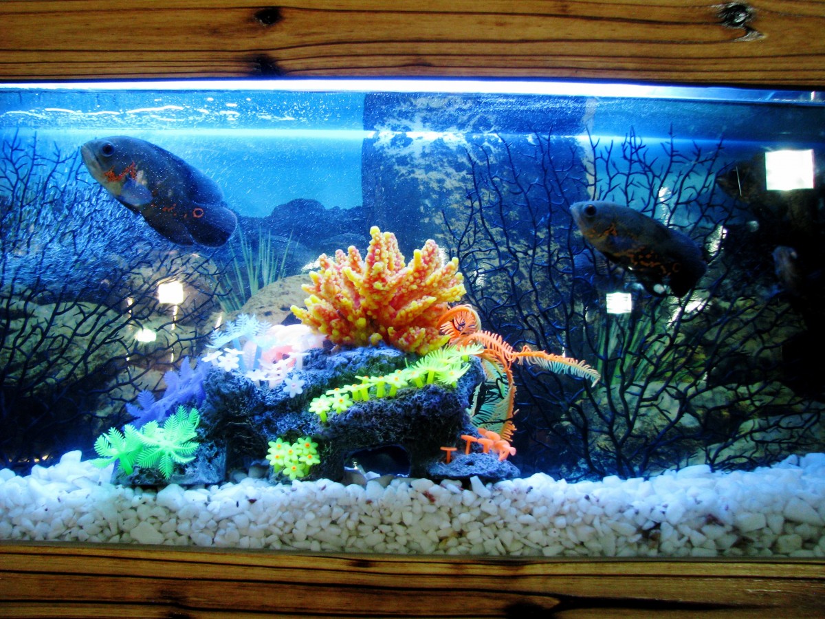 Rating of the best aquarium manufacturers for 2026