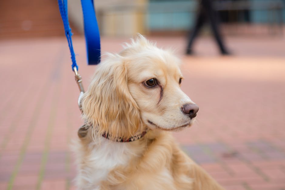 Ranking of the best dog leashes for 2026