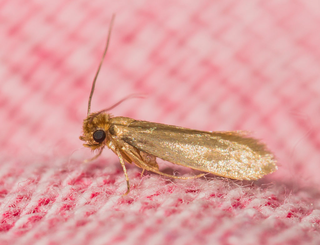 Rating of the best moth remedies for 2026