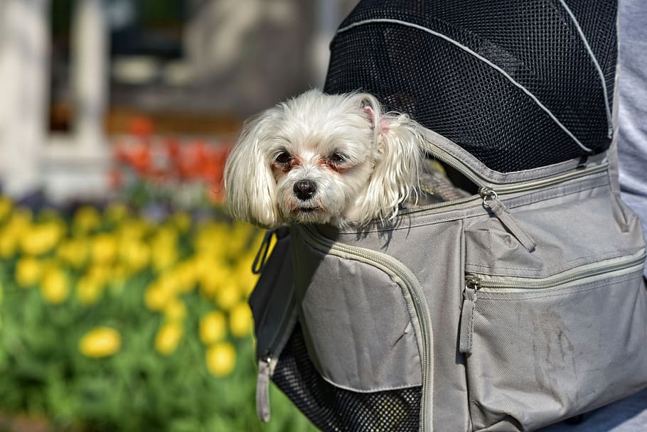 Ranking of the best dog carriers for 2026