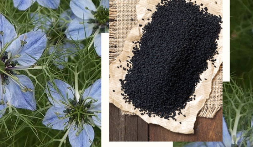 Rating of the best producers of black seed oil for 2026