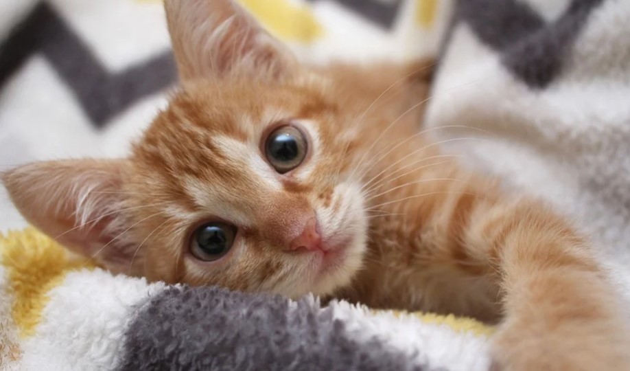 Rating of the best cat breeds for 2026