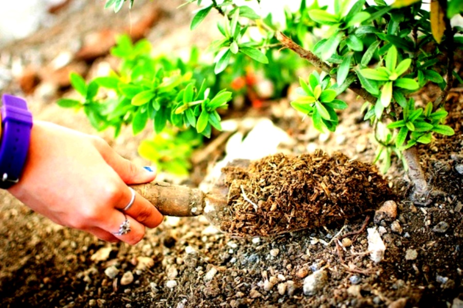 Rating of the best fertilizers for flowers for 2026