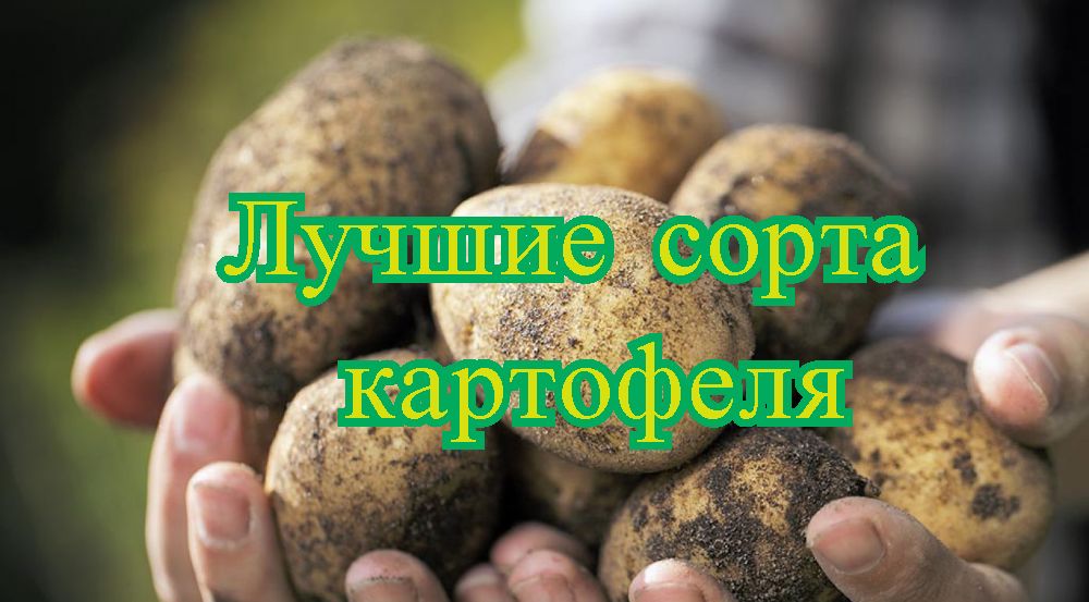 Rating of the best potato varieties for 2026