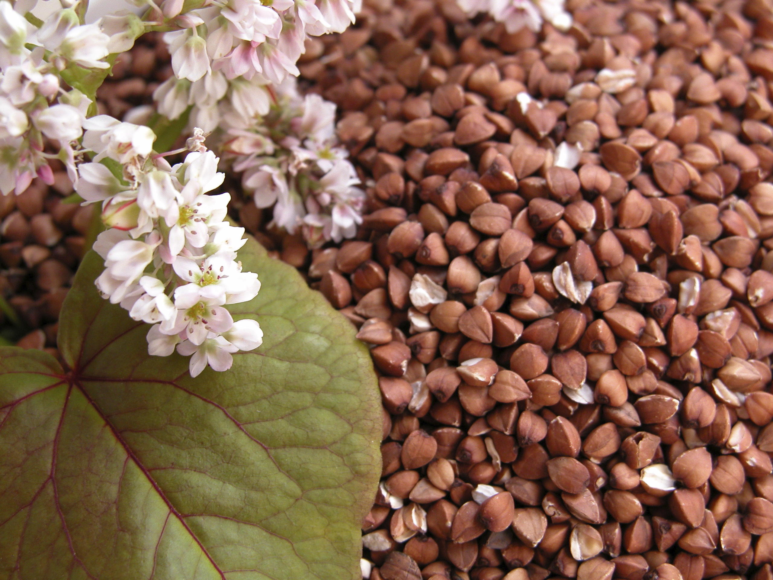 Rating of the best brands of buckwheat for 2026