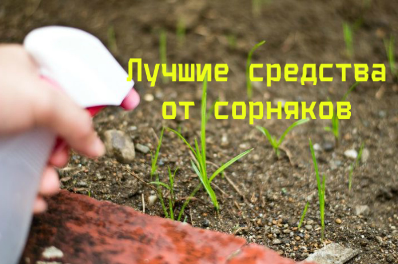 Rating of the best weed control products for 2026