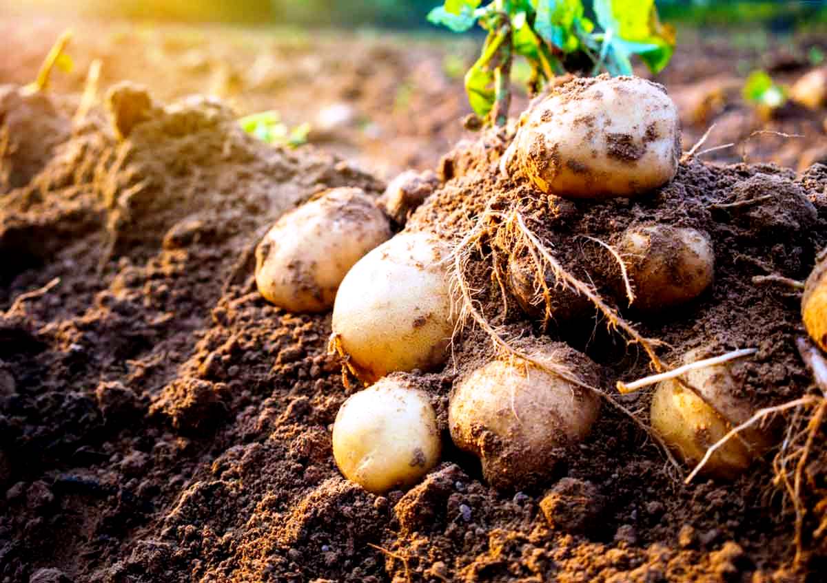 Rating of the best potato planters for motoblocks for 2026