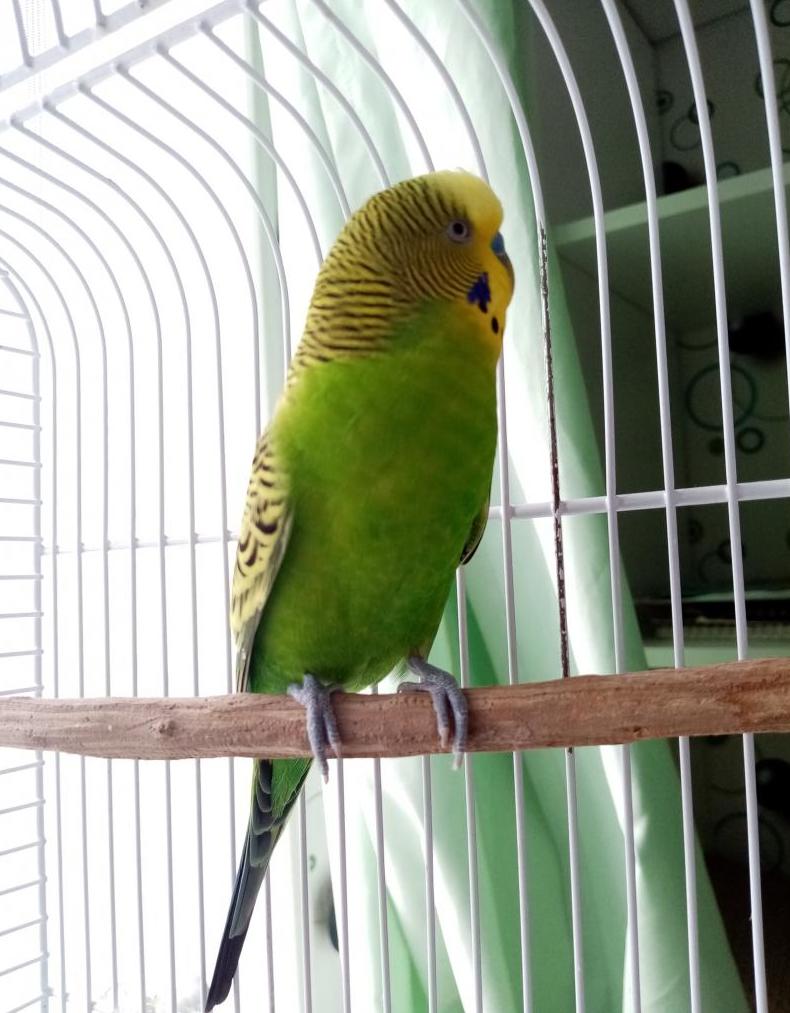 Rating of the best cages for parrots for 2026
