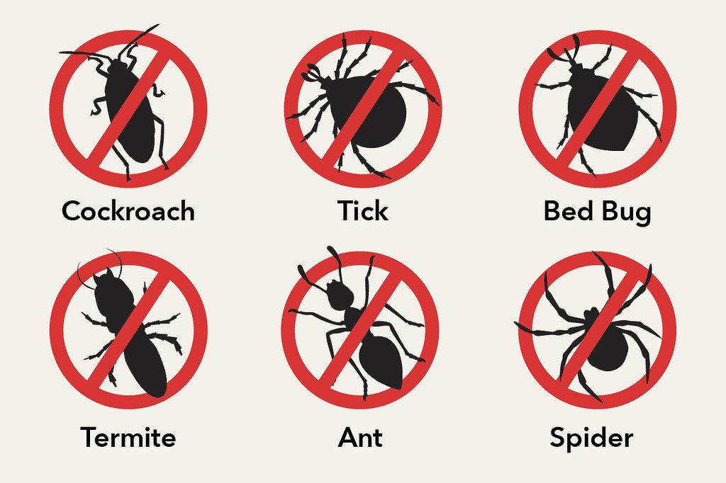 Rating of the best remedies for bedbugs for 2026