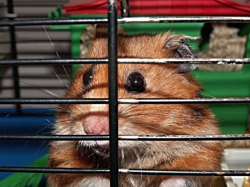 Best rodent cages for 2026