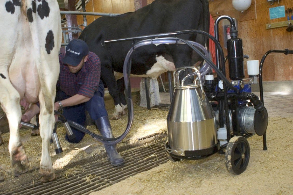 Rating of the best milking machines for 2026
