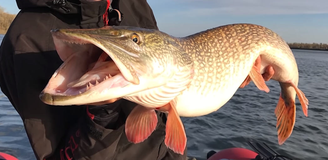 Rating of the best wobblers for pike in 2026