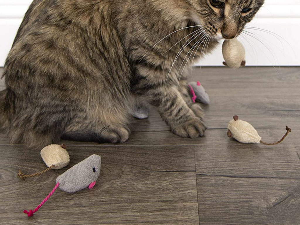 Rating of the best cat toys for 2026