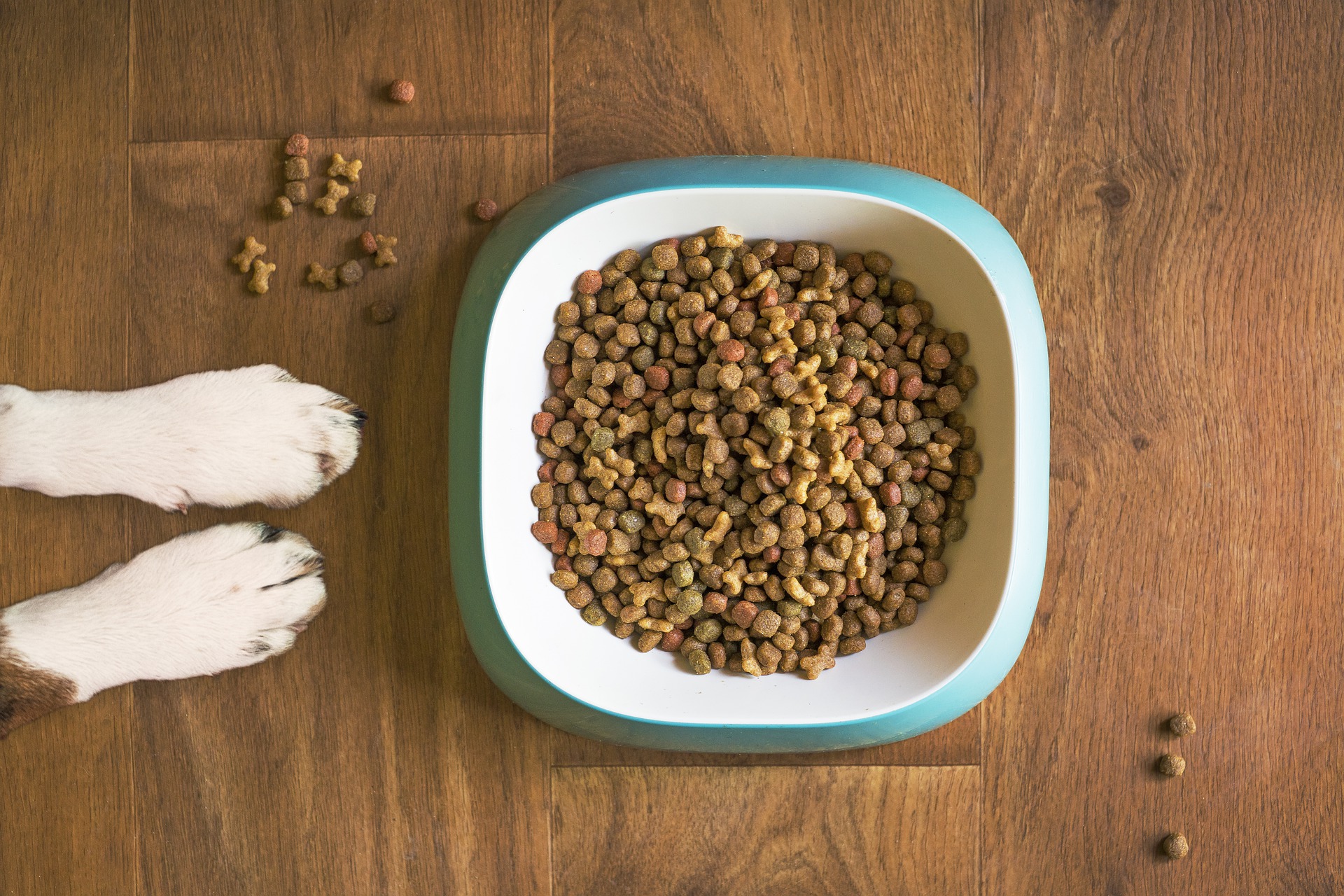 Ranking of the best holistic pet food for 2026