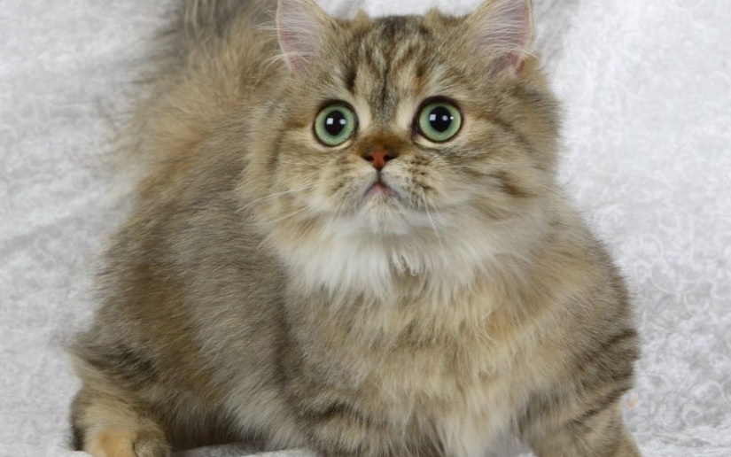 Rating of the best dwarf cat breeds for 2026