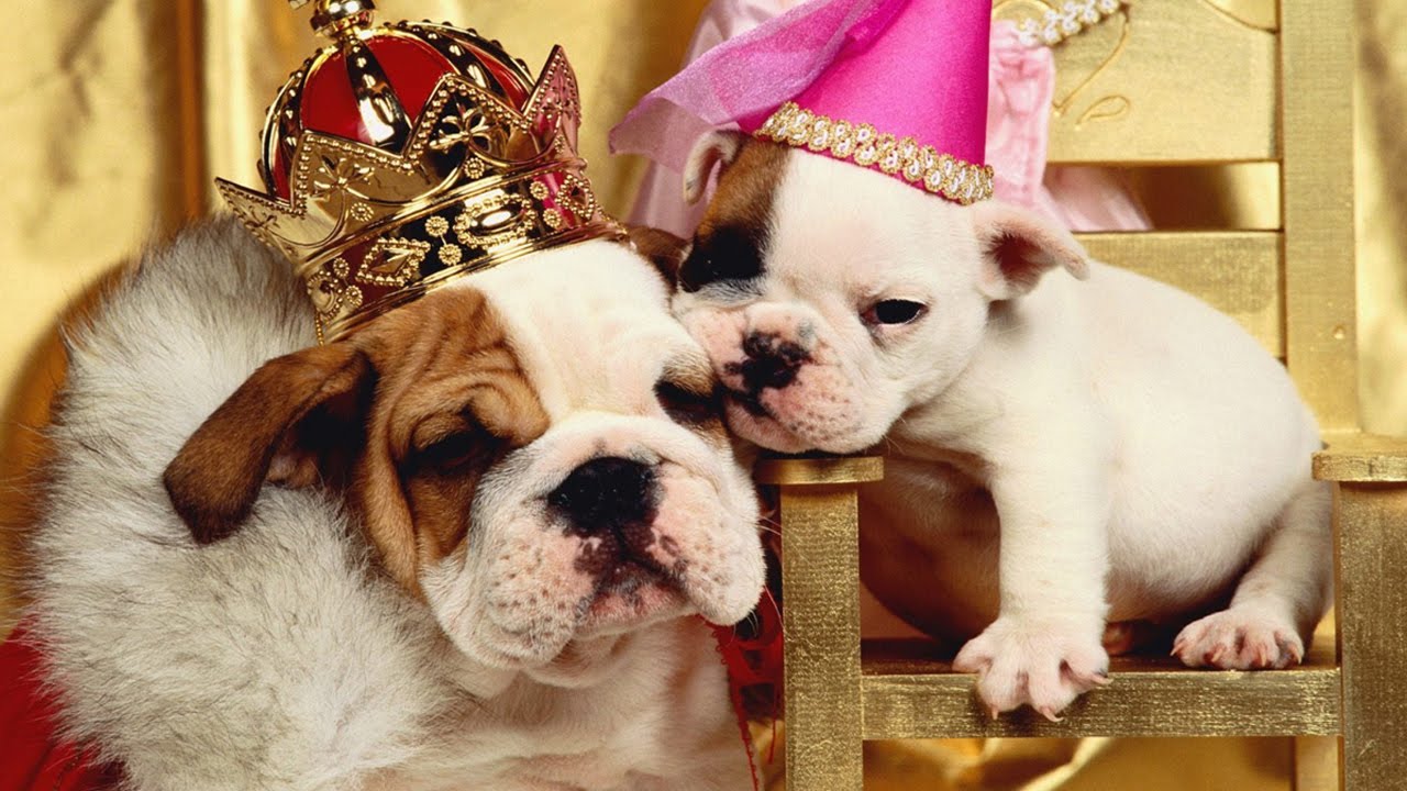 Rating of the most expensive dog breeds for 2026