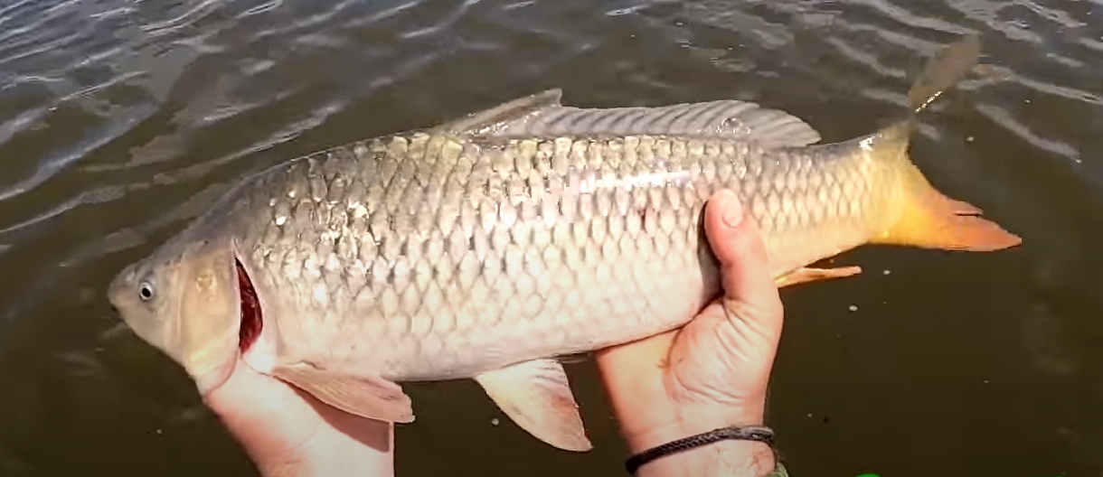 Ranking of the best casting networks in 2026